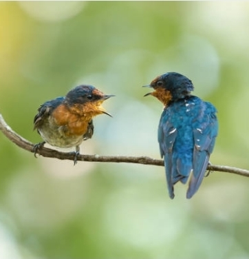 Birds arguing